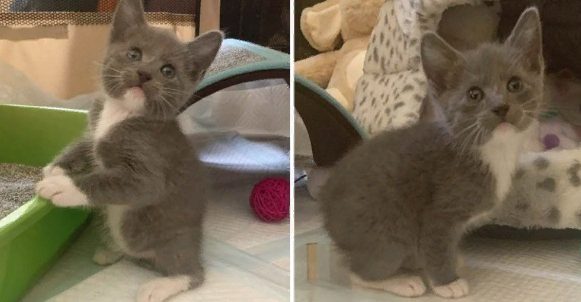 Le chaton qui est né sans queue et qui saute comme un lapin a trouvé la maison de ses rêves