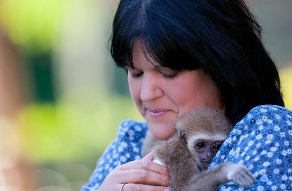 Un bébé gibbon abandonné par sa mère au lac vit maintenant une vie aimante