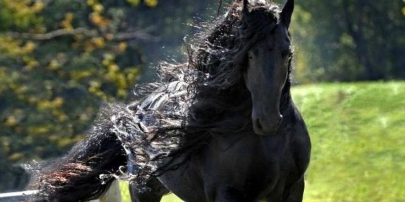 Le plus beau cheval du monde qui rend les gens fous