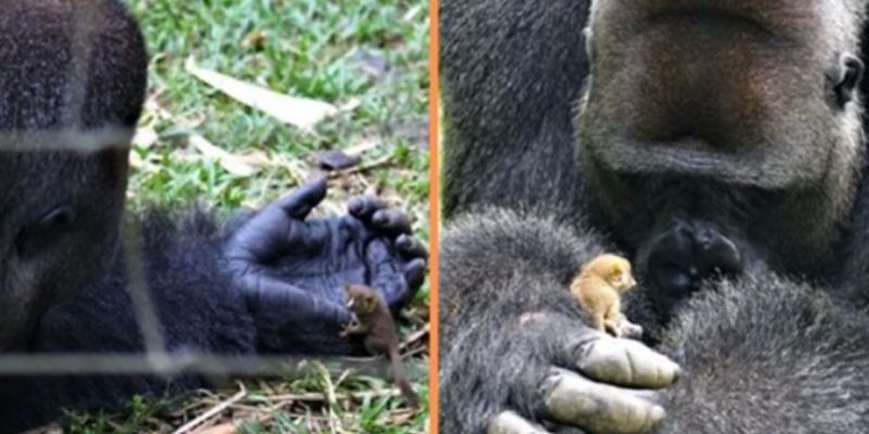 Ce gorille géant est devenu un très bon ami avec un petit bébé buisson