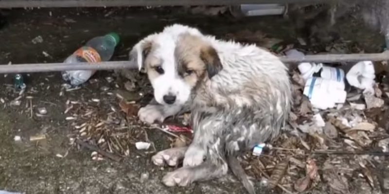 La femme s’est mise à pleurer bruyamment lorsqu’elle a vu un chien dans la boue