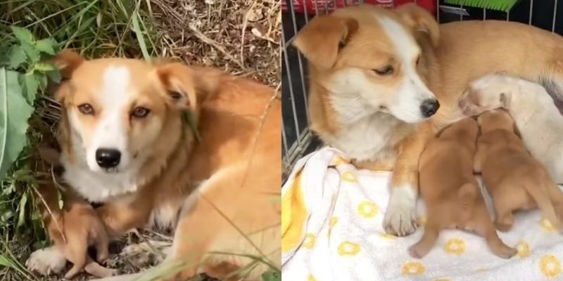 Un homme sauve une chienne crédule et d’adorables chiots au bord de la route