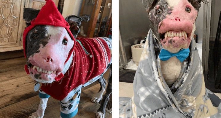 Un chien atteint d’une maladie auto-immune prouve que la beauté vient de l’intérieur