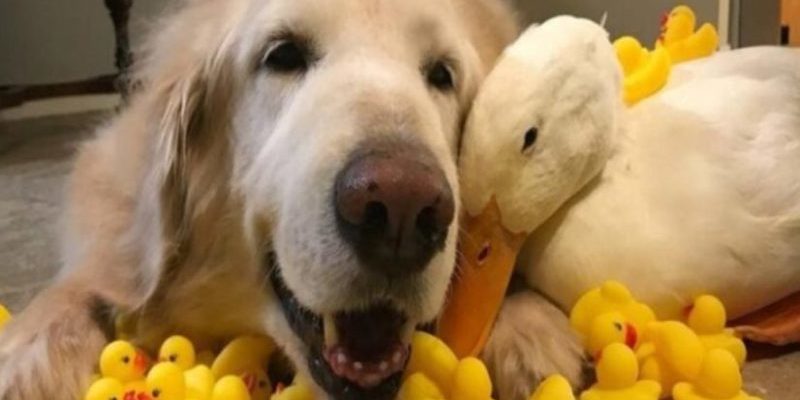 L’histoire de l’amitié d’un retriever avec les canards