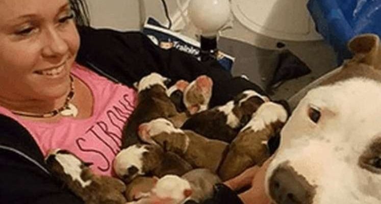 La mère pit-bull a montré ses chiots nouveau-nés au propriétaire en signe de gratitude et d’amour pour elle