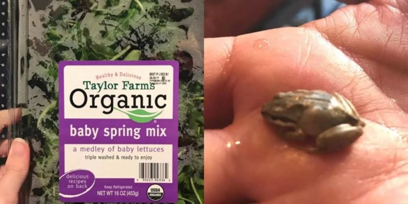 Une femme mangeant une salade trouve le plus petit visiteur – une petite grenouille