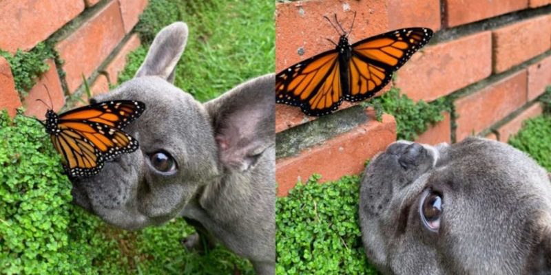 Ce petit chien se lie d’amitié avec un papillon et pour un instant le monde est parfait