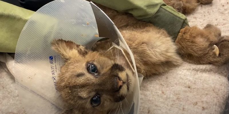 Après avoir été secouru par des vétérinaires, un petit lionceau orphelin et affamé obtient une seconde chance de vivre