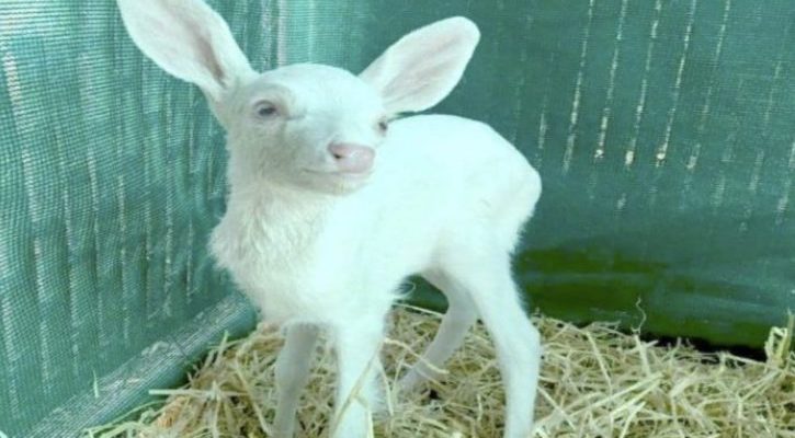 Un chauffeur de camion sauve le faon albinos orphelin allongé au milieu de la route