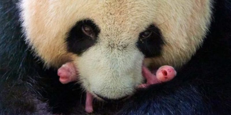 Ce panda géant a donné naissance à un merveilleux jumeau