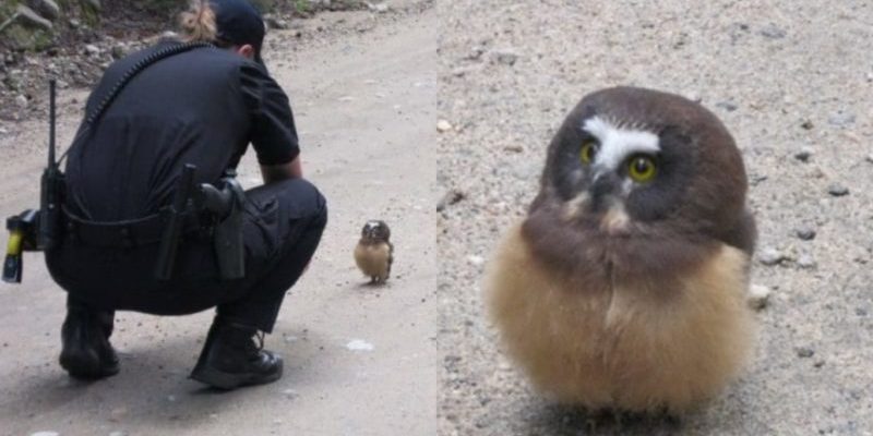 Une policière parle avec charme à un petit hibou