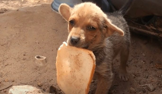 Un chiot oublié dont les frères et sœurs ont été adoptés a tenté de survivre avec un morceau de pain