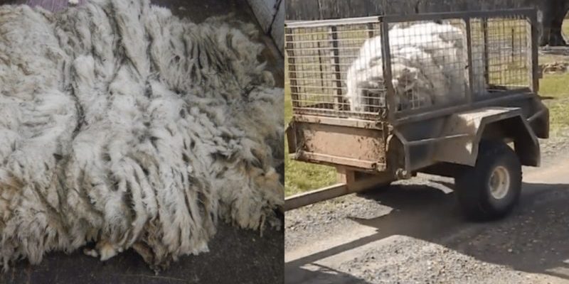 Les défenseurs des animaux ont sauvé un animal duveteux emmêlé en coupant 20 kg de laine pour le libérer