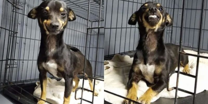 Un chien a surpris ses employés avec le sourire le plus mignon du monde