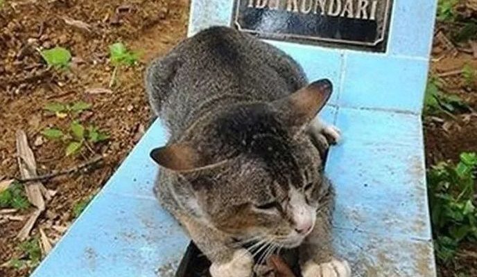 Ce chat a visité la pierre tombale de son propriétaire tous les jours pendant un an