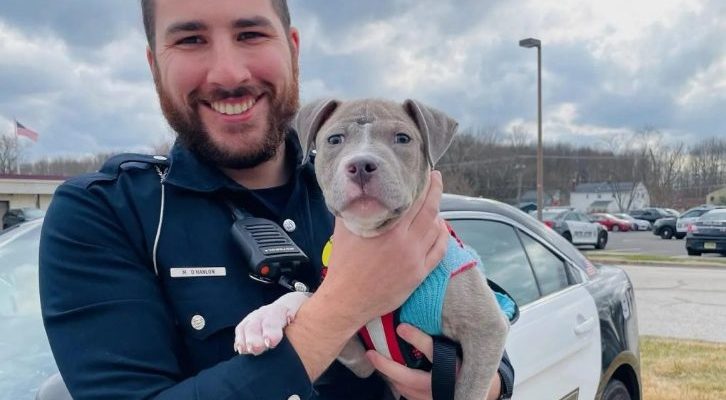 Un policier a adopté un petit chiot pitbull qu’il a sauvé dans l’exercice de ses fonctions