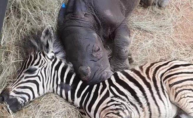 Un bébé zèbre orphelin et un bébé rhinocéros se sont guéris et ne peuvent s’empêcher de se faire des câlins