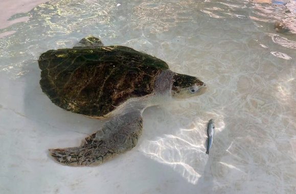 Après avoir perdu deux nageoires dans des filets de pêche, la tortue marine réapprend à nager