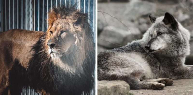 Des volontaires vétérans sauvent des lions et des loups d’un zoo près des lignes de front