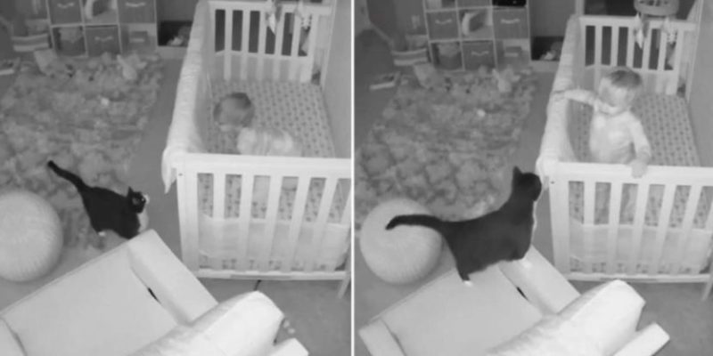 La conversation entre le chat et le bébé a été filmée par une caméra cachée