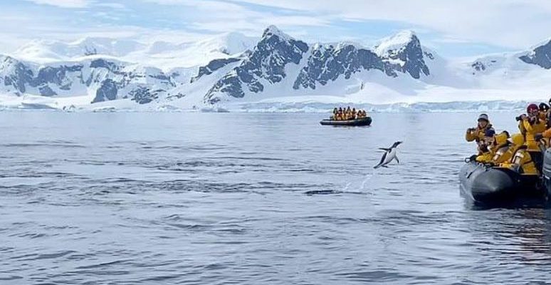 Grâce aux touristes, le pingouin a été sauvé de l’attaque des orques
