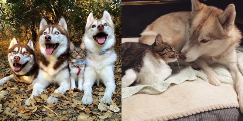 Trois huskies deviennent les meilleurs amis de la chatte après l’avoir sauvée de la mort