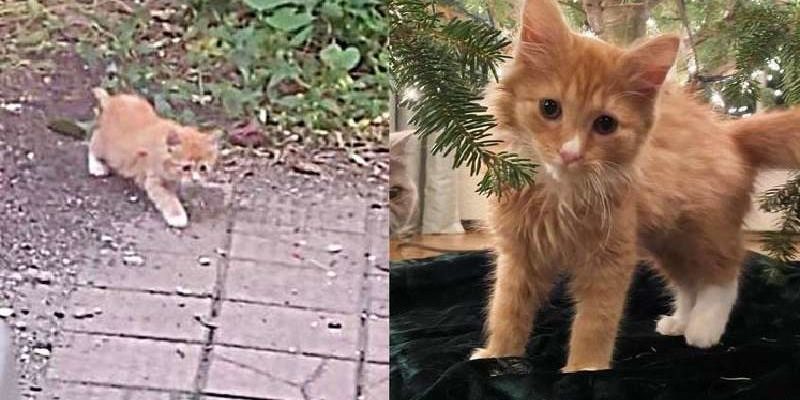 Un chaton des rues a couru pour manger et dîner jusqu’à ce que son rêve commence à se réaliser