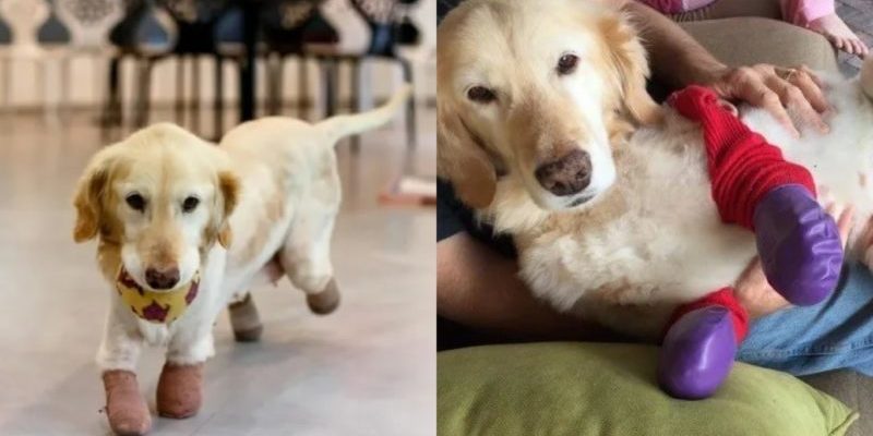 Un chien courageux a perdu ses pattes après avoir été maltraité et a été retrouvé dans une poubelle