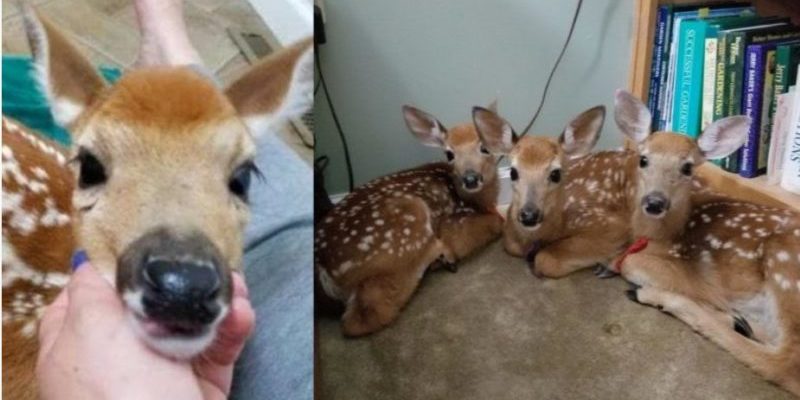 La femme a trouvé des adorables cerfs dans sa maison