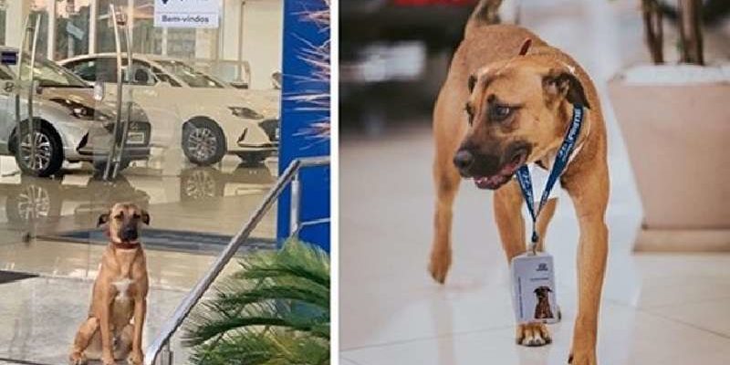 Un chien errant a été embauché pour travailler chez un concessionnaire automobile, et cela s’est avéré être la meilleure solution pour leur entreprise