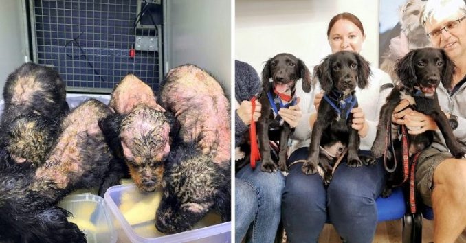 L’un des quatre chiots de la portée s’est avéré différent après avoir été retrouvé en train de pourrir