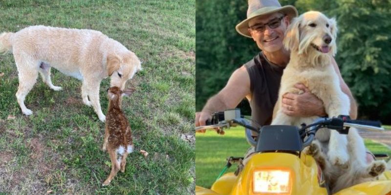 Une histoire de sauvetage touchante : un chien nommé Harley a aidé un cerf à sortir du lac
