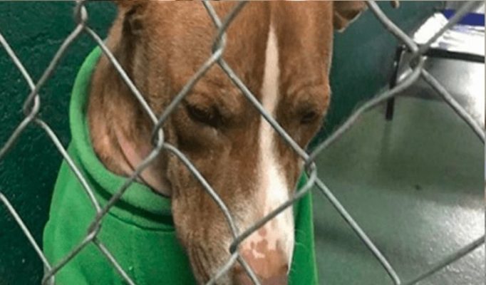 Un chien de refuge qui a porté un pull de Noël pendant deux mois obtient enfin une maison pour toujours