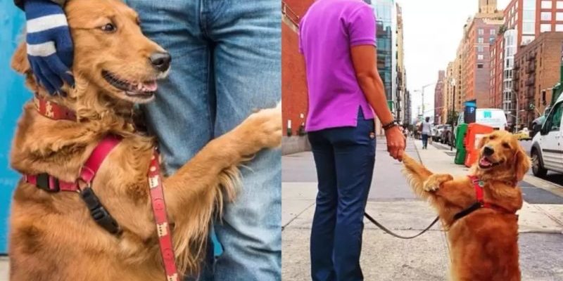 Le Golden Retriever s’arrête et embrasse tous ceux qu’il voit lors de sa promenade quotidienne