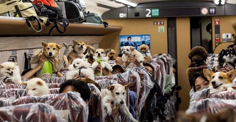 Une voiture TGV séparée au Japon qui est conçue exclusivement pour les chiens avec leurs propriétaires