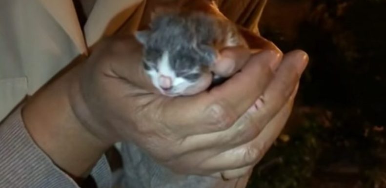 Un chaton nouveau-né a été réanimé après avoir été congelé et est devenu fort et fougueux