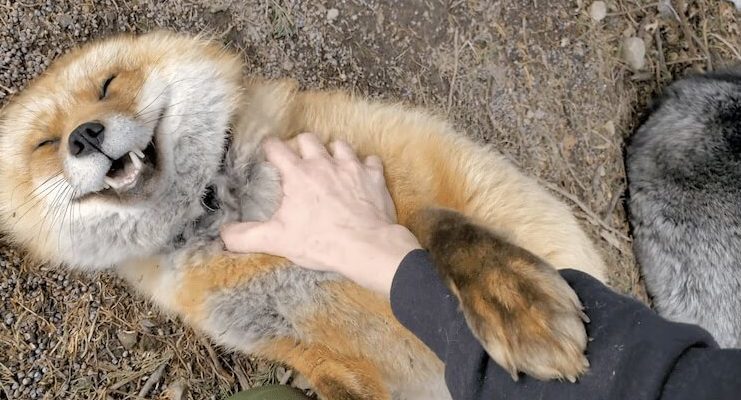 Le renard secouru commence à rire doucement lorsqu’il est caressé