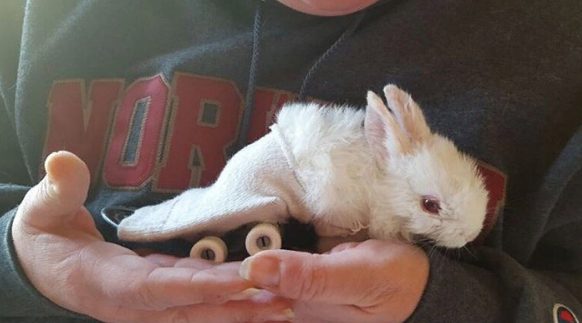 Le fermier a trouvé le lapin paralysé congelé et a décidé de lui donner une maison pour toujours