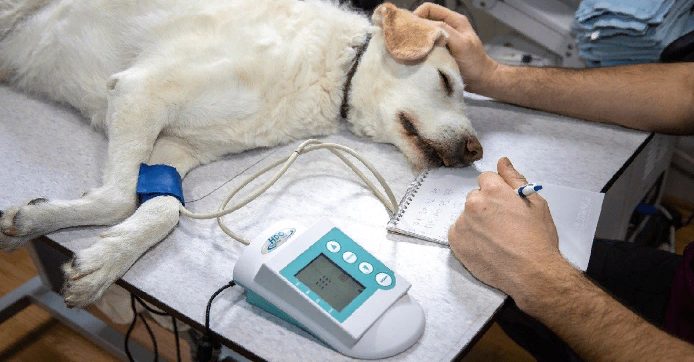 L’hôpital vétérinaire a une boîte de bonbons pour les chiens qui seront euthanasiés