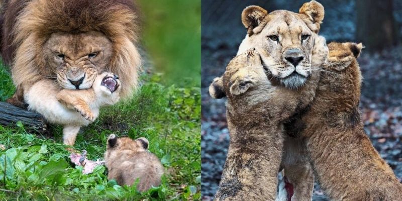 Un père lion a eu du mal à s’occuper de 5 vilains lionceaux pendant que leur mère se remettait d’une attaque d’une autre lionne