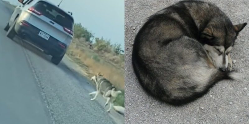 Le propriétaire du husky l’a abandonné sur le bord de la route et est parti, le laissant là seul