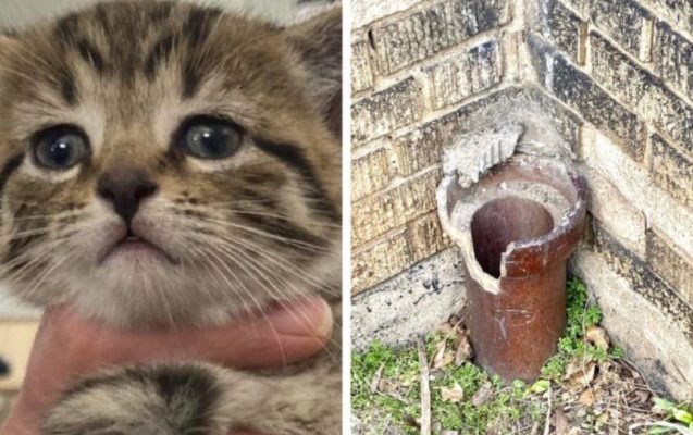 Un homme masse le cœur d’un chaton après l’avoir sauvé d’un tuyau d’égout