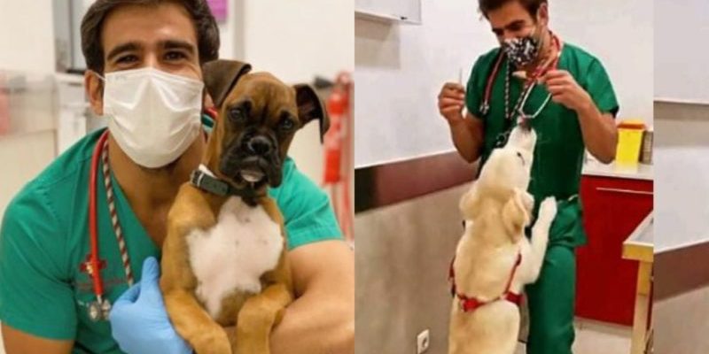 Le vétérinaire vaccine les chiens d’une manière très amusante et mignonne qu’ils apprécient vraiment