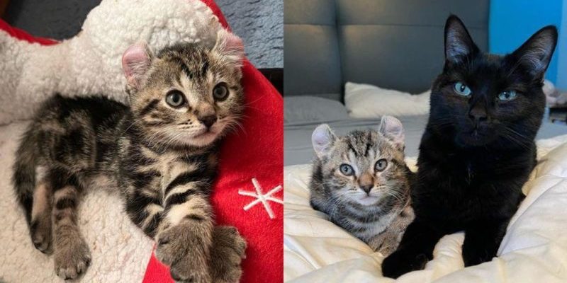 Un chaton aux grosses pattes a décidé de s’accrocher à la femme qui lui a donné un foyer et de suivre ses chats