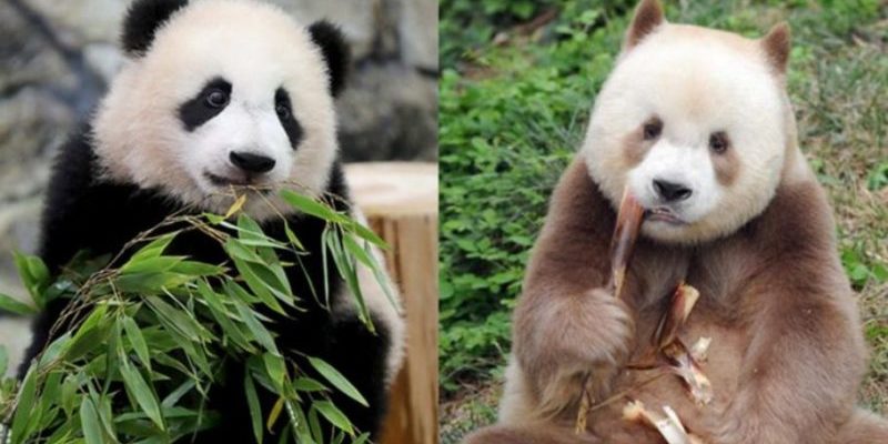 Panda dans cette couleur unique habite une vie ravie dans sa place des pandas