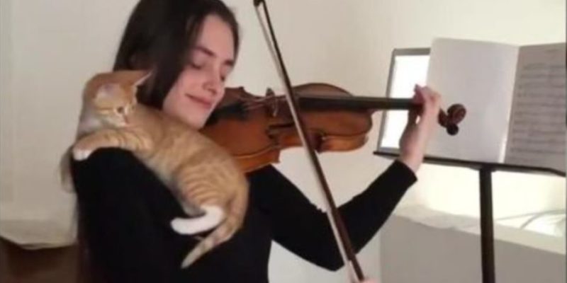 Ce chat aime les choses délicates, en particulier la musique de violon