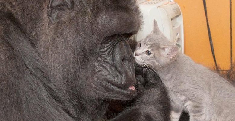 Le gorille Koko, qui connaissait la langue des signes et aimait les chatons, est mort