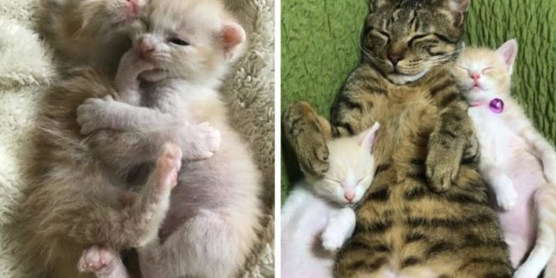 Pour sauver deux bébés chats, un chat tigré est devenu un père attentionné et un meilleur ami