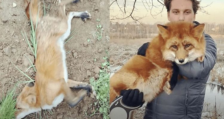 Un homme a sauvé un renard sauvage mourant, après quoi ils sont devenus les meilleurs amis