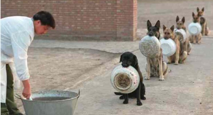 Ces chiens sont plus capables de faire la queue pour de la nourriture que les humains